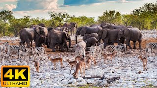สัตว์ป่าแอฟริกา 4K: อุทยานแห่งชาติ Etosha, นามิเบีย, สัตว์แอฟริกา ... พร้อมเสียงจริงในวิดีโอ 4K