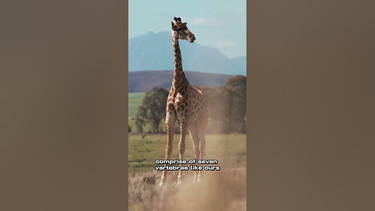 Dive in the World of giraffes! animal interesting nature giraffe