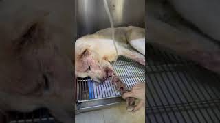Critical: Dog Sustains Head Trauma & Shattered Pelvis From Traumatic Event - We're Scared For Him by CUDDLY 115 views 4 days ago 1 minute, 2 seconds