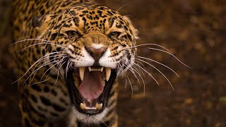 Рык больших кошек - как рычат лев, тигр и другие! The roar of big cats!