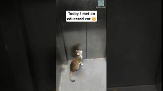 Clever Cat Uses Lift Blow My Mind