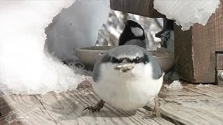 Nuthatch Confronts Fearful Japanese Tits in Snowy Tunnel! 😆 by しめさん Shimesan 5,217 views 1 month ago 3 minutes, 2 seconds