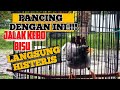 PANCING DENGAN INI !!! JALAK KEBO BISU LANGSUNG HISTERIS || Burung Jalak Kebo