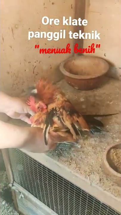 Teknik menuak benih ayam serama jantan