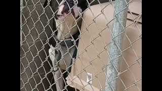 New Arrivals at Animal Shelter in Texarkana