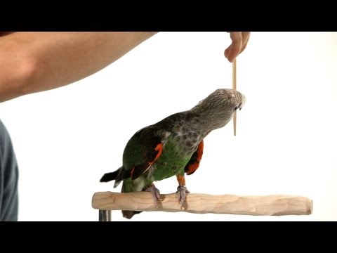 How to Teach a Parrot to Turn Around | Parrot Training How to Teach a Parrot to Turn Around | Parrot Training