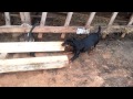 Crazy German hunting terrier. の動画、YouTube動画。