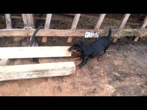 Video: Jinsi Ya Kulisha Mbweha Terrier