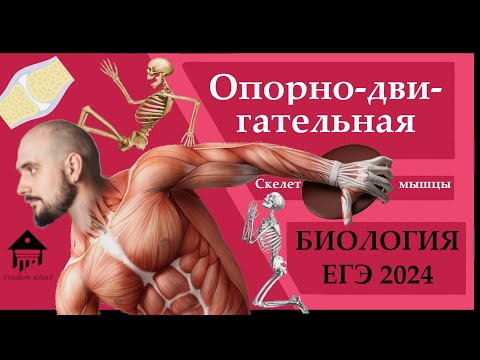 Опорно-Двигательная система для ЕГЭ 2024 |ЕГЭ БИОЛОГИЯ|Freedom|