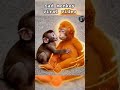 sad 😔 monkey viral video's #monkey #viral #shortsfeed #new #motivation