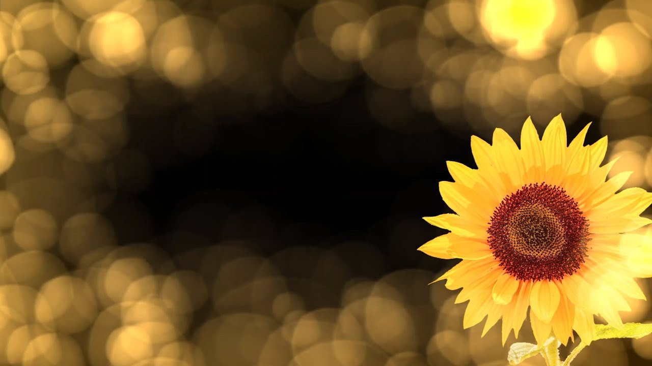 black screen sunflower effect no copyright [블랙스크린 소스 무료 다운 6 해바라기 효과