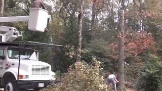 SINGLETON&#39;S TREE SERVICE