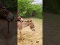 Boy enjoy with black #animals #trending #foryou