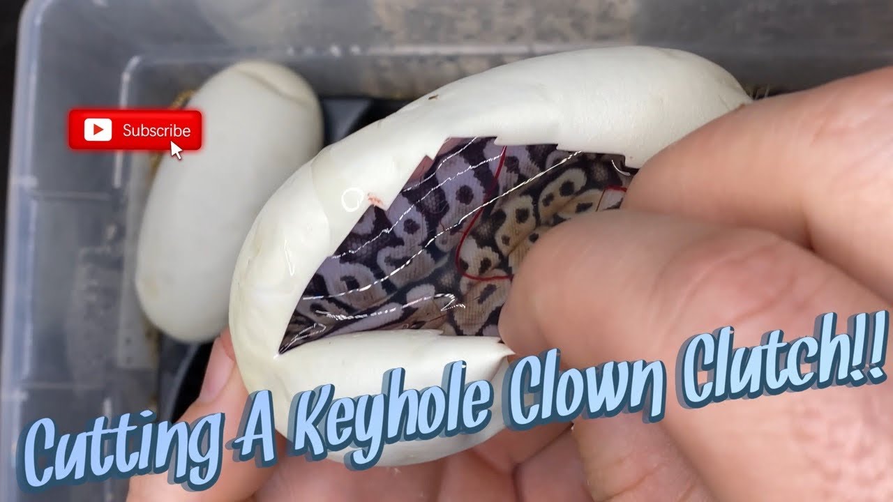 CUTTING A KEYHOLE CLOWN CLUTCH!! YouTube
