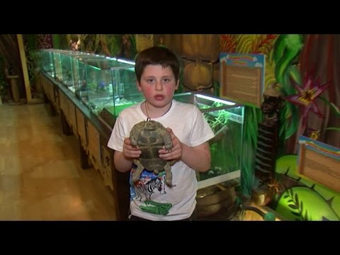 Fauna Land - რატომ უნდა ვიყოლიოთ სახლში კუ?