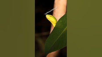 Rắn lục mép trắng - Trimeresurus albolabris | @thegioiran