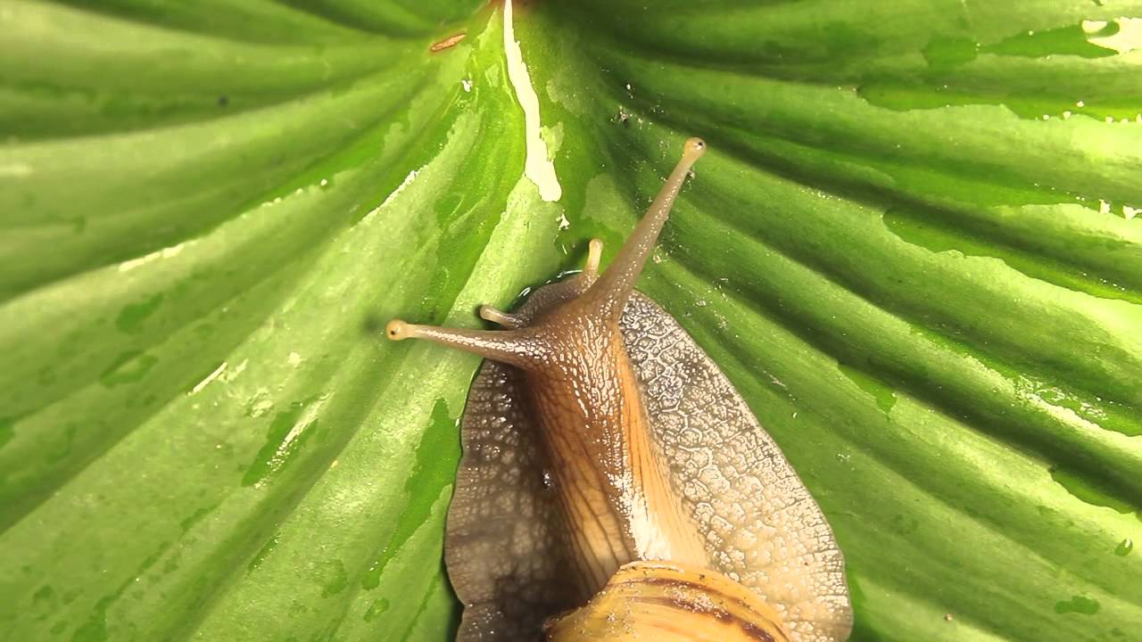 Macro Life: Snails
