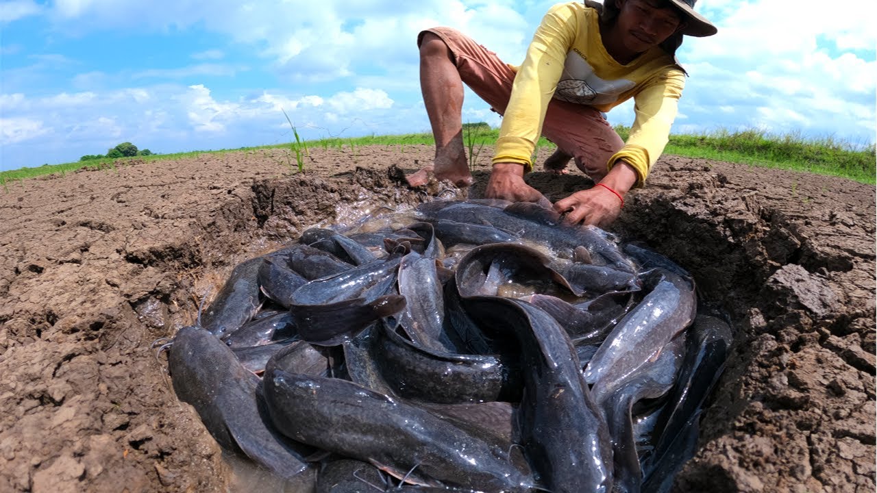 It's amazing! catching many monster catfish in dry season after rain by ...