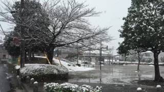 Snowfall in November in Tokyo seems quite amazing and funny.