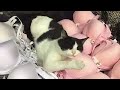 😺 Что у котов на уме? 🐈 😺 СМЕШНЫЕ ЖИВОТНЫЕ😂 КОТЫ и СОБАКИ ОТЖИГАЮТ!😆