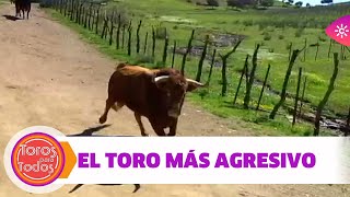 El video del toro que se revuelve en un traslado, se hace viral