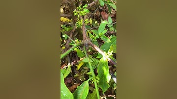 cách tăng số lượng cành lên gấp 3-4 lần và những lưu ý