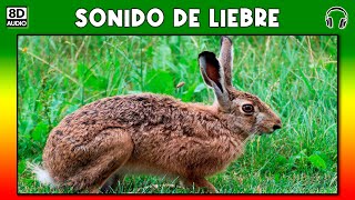 Sonido De Liebre