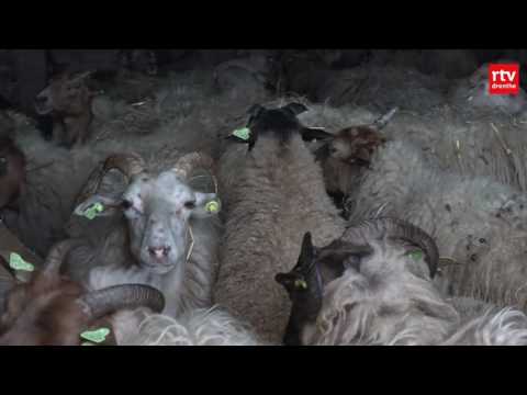 Dauwtrappen met paarden op het Dwingelderveld - Dauwtrappen met paarden op het Dwingelderveld