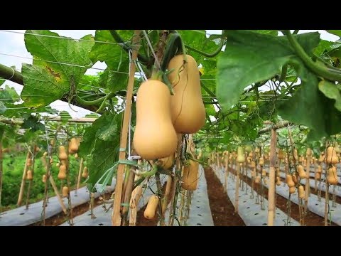 Video: Butternut Labu