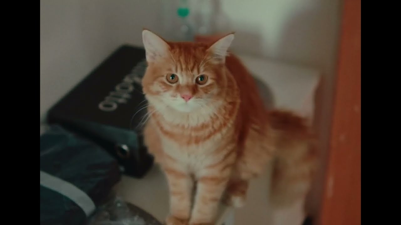 Film emulation test | BMPCC 4K