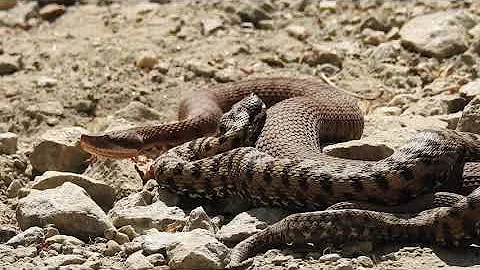 A quale specie appartiene la vipera?