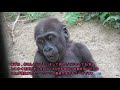 世界ゴリラの日記念動画「もっと知って！ゴリラたちのいろんな姿♪」