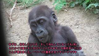 世界ゴリラの日記念動画「もっと知ってゴリラたちのいろんな姿♪」