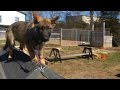 Early Development & Training Of Personal Protection Dogs Puppy Confidence Course Early Development & Training Of Personal Protection Dogs Puppy Confidence Course