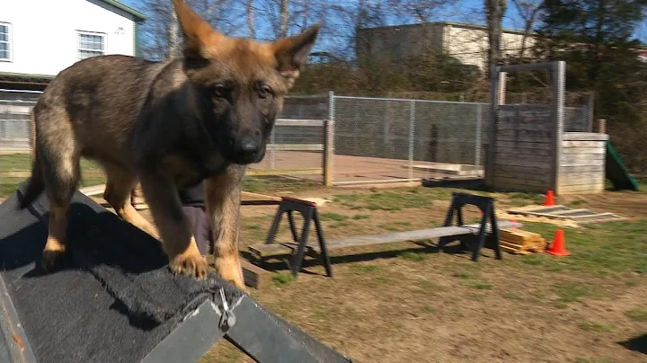 Early Development & Training Of Personal Protection Dogs Puppy Confidence Course