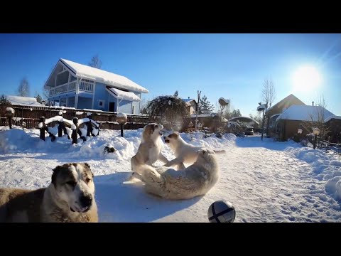 Video: Борбордук Азиялык Койчу же Алабай тукумундагы иттердин өзгөчөлүктөрү