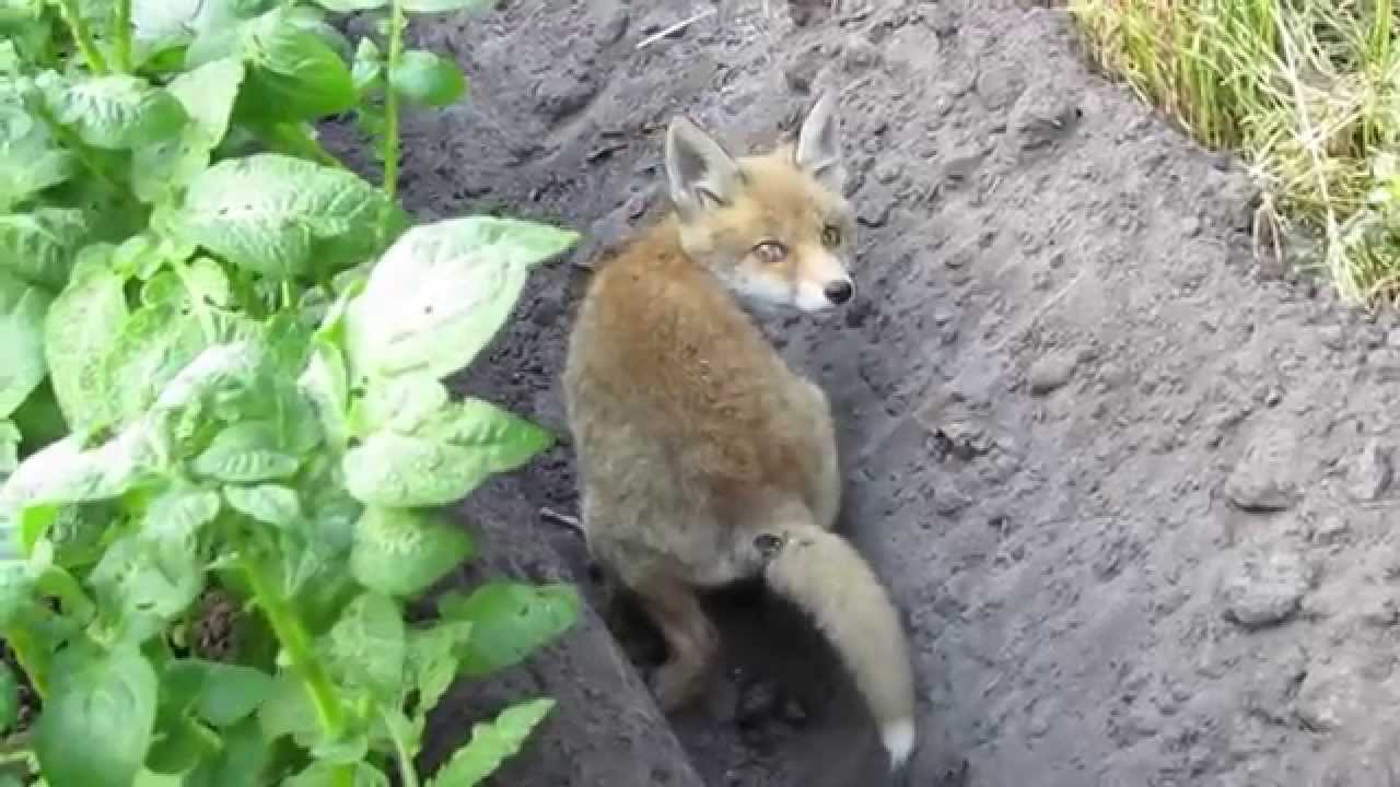 Vroege Vogels - Jonge vos - YouTube