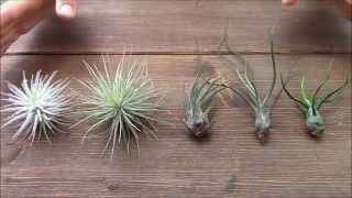 Difference between green and grey Tillandsias (Planta Brutt video 17)