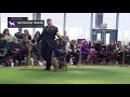 Australian Terrier | Breed Judging (2019) の動画、YouTube動画。