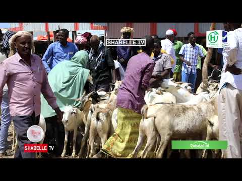 Iibka Xoolaha Oo Si Xowli Ah Uga Socda Suuqyada Arriga Ee Muqdisho