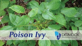 Ask the Derm - What do I do about Poison Ivy? - DermDox Dermatology Centers