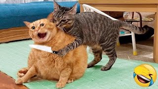 Funniest Animals 😄 New Funny Cats and Dogs Videos 2024 😹🐶 #285 by Pets Viewers 1,217 views 4 days ago 8 minutes, 45 seconds