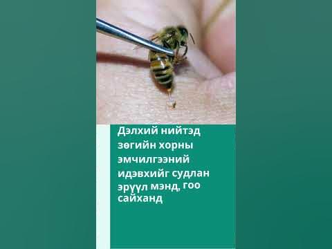 ЗӨГИЙН ХОР-ӨВЧИН НАМДААГЧ #short - YouTube