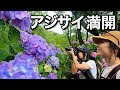【登山】今が見頃!咲き乱れるアジサイを見に生駒山へ