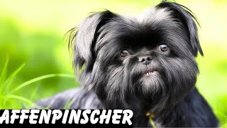 Affenpinscher Pros And Cons | The Good And The Bad.