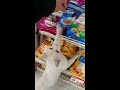 Un chat vous attend pour faire ses courses