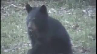 Orphan bear cub by ilovetobamom 749 views 6 years ago 4 minutes, 16 seconds