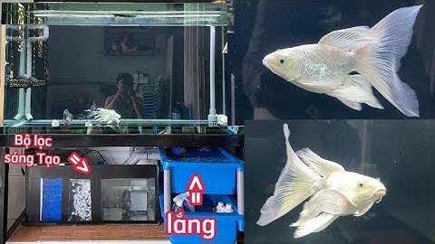 Chia Sẻ Bộ Lọc Chế Hồ Cá Koi + Cá 3 Đuôi Cực Kỳ Hiệu Quả.Hồ Của Em Trí Ở Vĩnh Long.