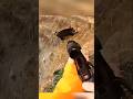 Охота на дикого кабана — адреналин и точный выстрел boar hunting
