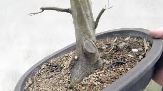 Repotting a Hornbeam, Spring 2018
You collected a tree a couple of years ago. Now what do you do?!
Maybe this video will help you along the way. Our collected American hornbeam (C. caroliniana) is ready for some branch pruning, uro carving, and repotting. It is the natural next step in bonsai development. I hope it is a helpful for your continued learning.
For reference, this was performed March 31, 2018, Zone 6a
Thanks for watching!!
Soil Mixture & Ratios for this video:
Turface MVP: 3
Pine Bark: 3
Diatomaceous earth: 2
Coarse sand: 0.5
MC2 pottery: http://www.mc2pottery.com/
Follow me on Instagram and Facebook! https://www.instagram.com/appalachian_bonsai
https://www.facebook.com/appalachianbonsai Repotting a Hornbeam, Spring 2018